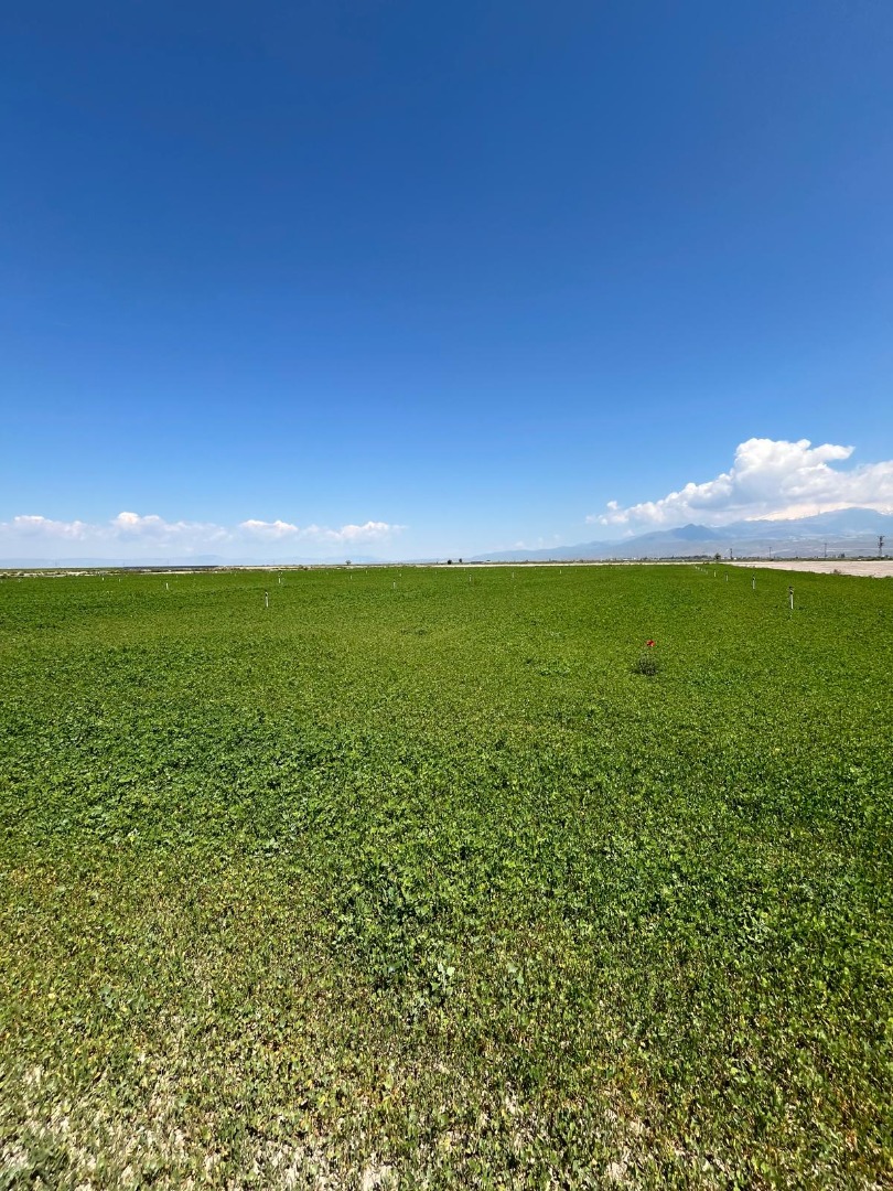 KAYSERİ DEVELİ SİNDELHÖYÜK MAHALLESİ KÖYÖNÜ KAVURT MEVKİİNDE SATILIK TARLA